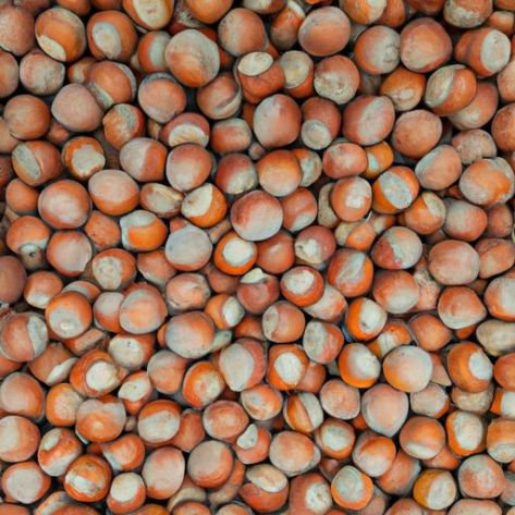 kacang buah kering pucat warna alami hazelnut dalam cangkang rasa hazelnut panggang grosir