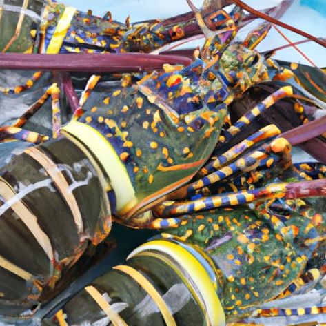랍스터 신선 A등급 해산물 상품 2019 판매. 태국에서 제공되는 고품질 제품 베스트 제안 2022 Live Spiny